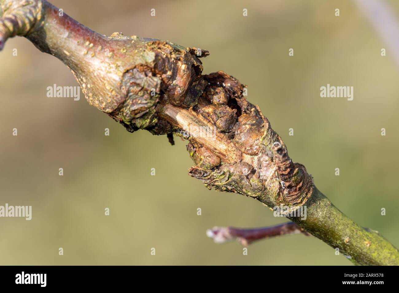 Close up of canker on an apple tree Stock Photo Alamy