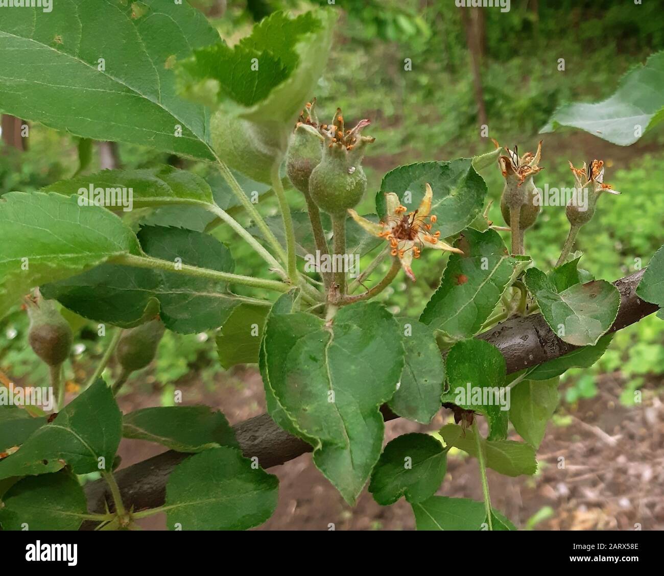 Apple fruits on the tree just appeared after flowering Stock Photo Alamy