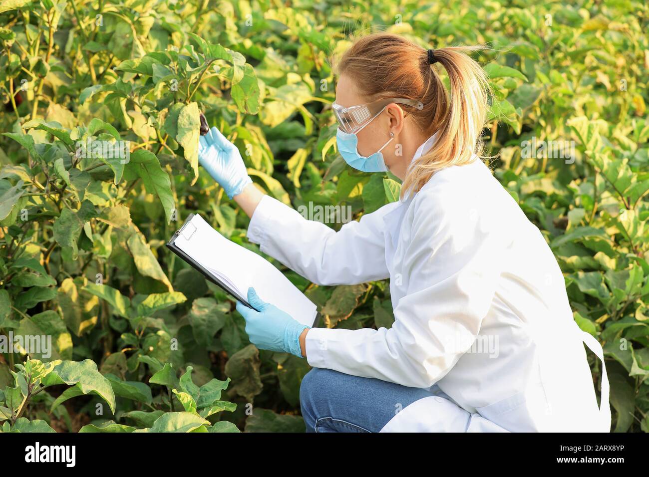 Female agricultural engineer working in field Stock Photo Alamy