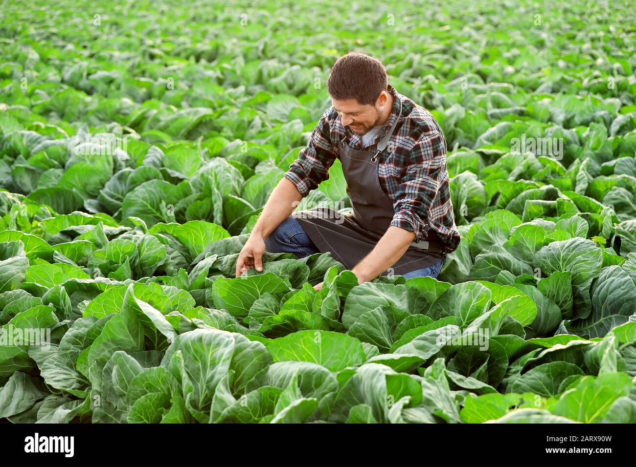 Male agricultural engineer working in field Stock Photo Alamy