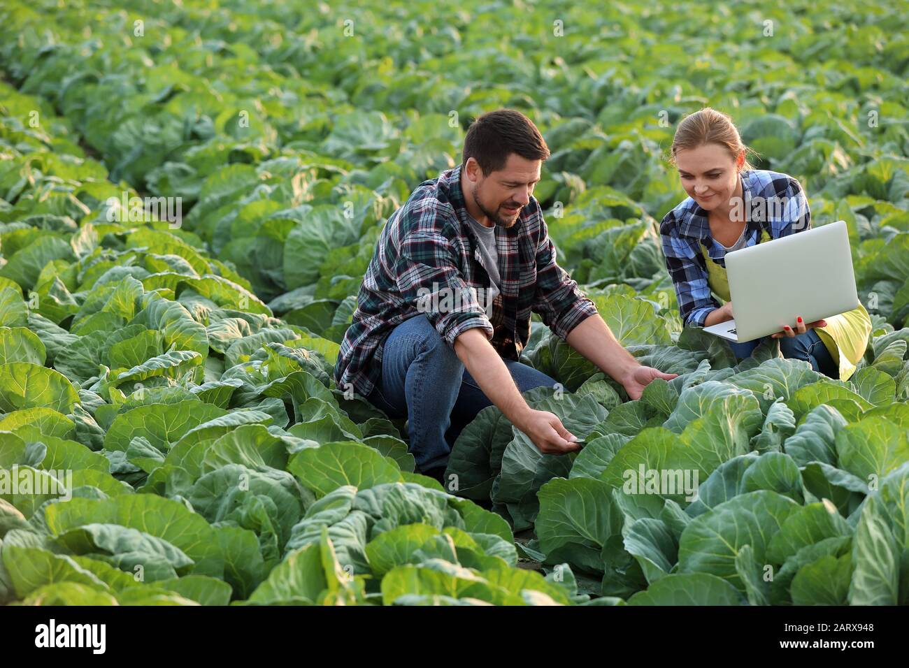 Agricultural engineers working in field Stock Photo Alamy