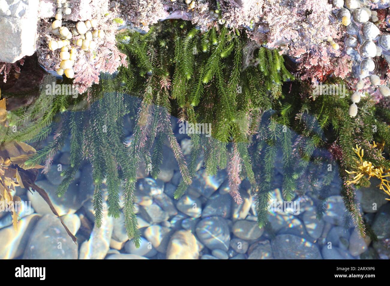 New Zealand seaweeds Stock Photo