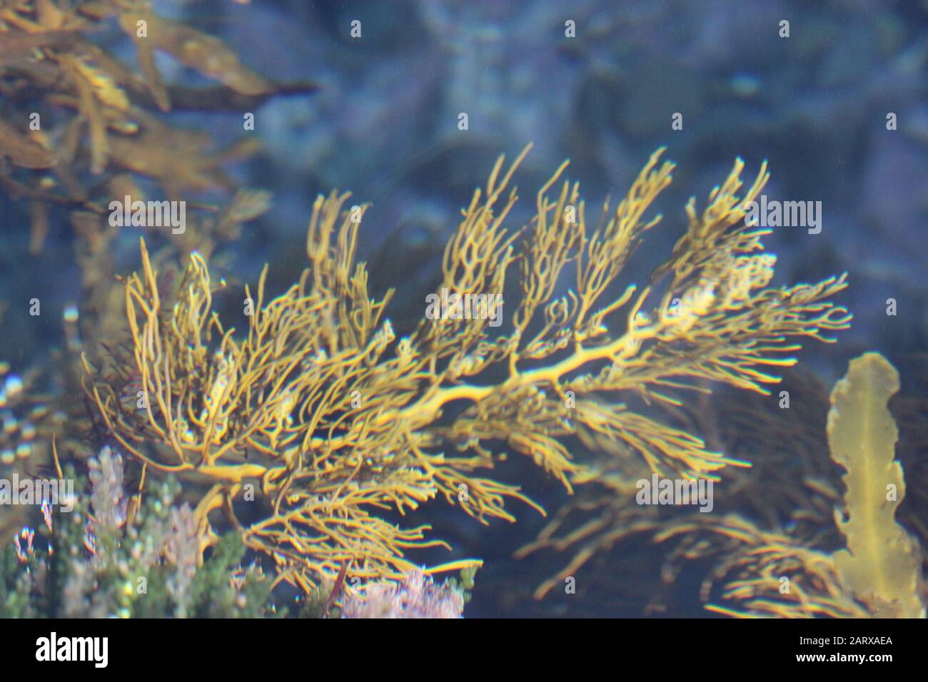 New Zealand seaweeds Stock Photo