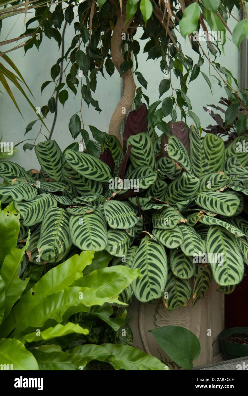 Calathea High Resolution Stock Photography and Images - Alamy