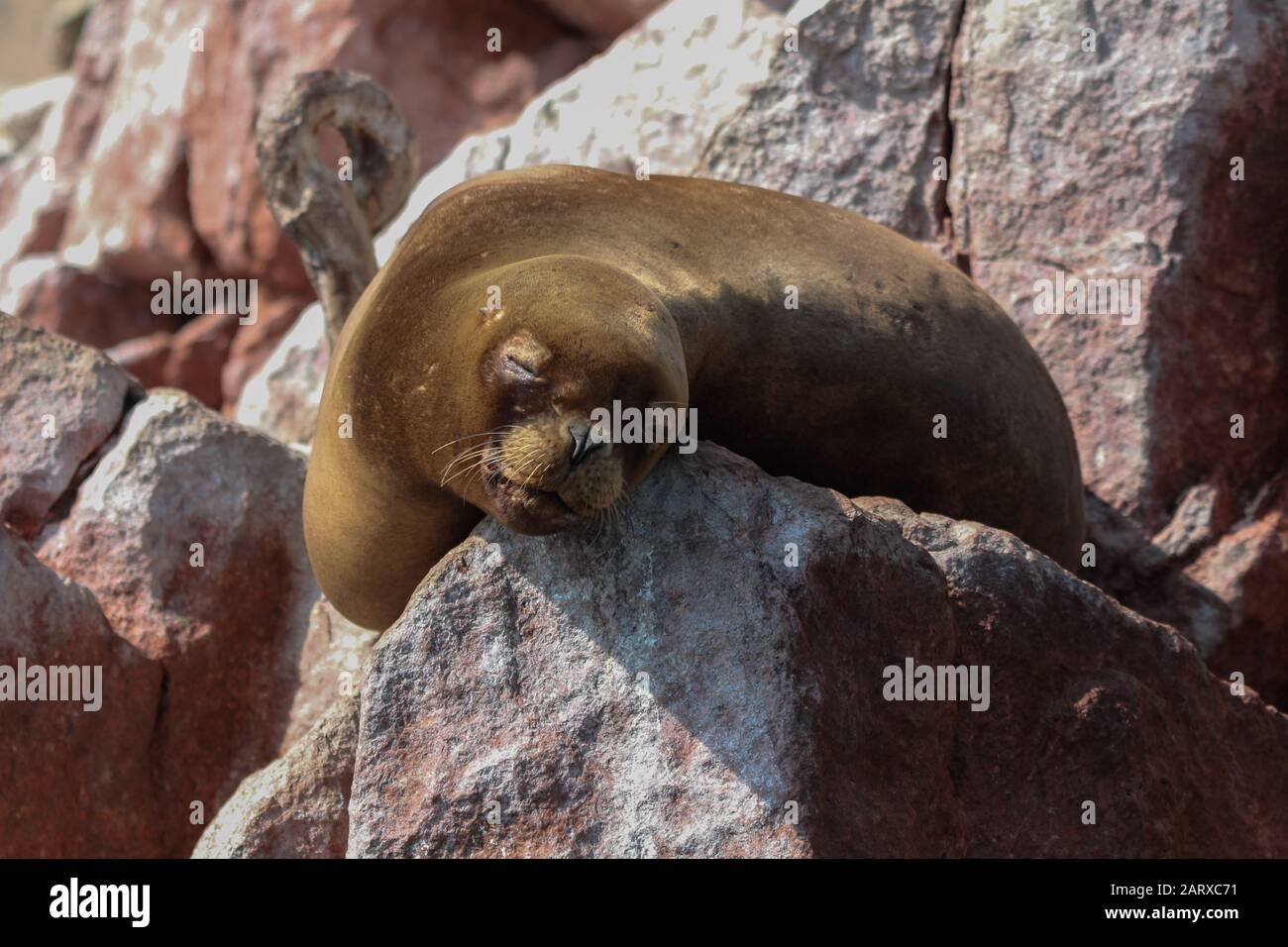 Lion Bathing Wild sea lion bathing in the sun on top of reddish rock formation by ...