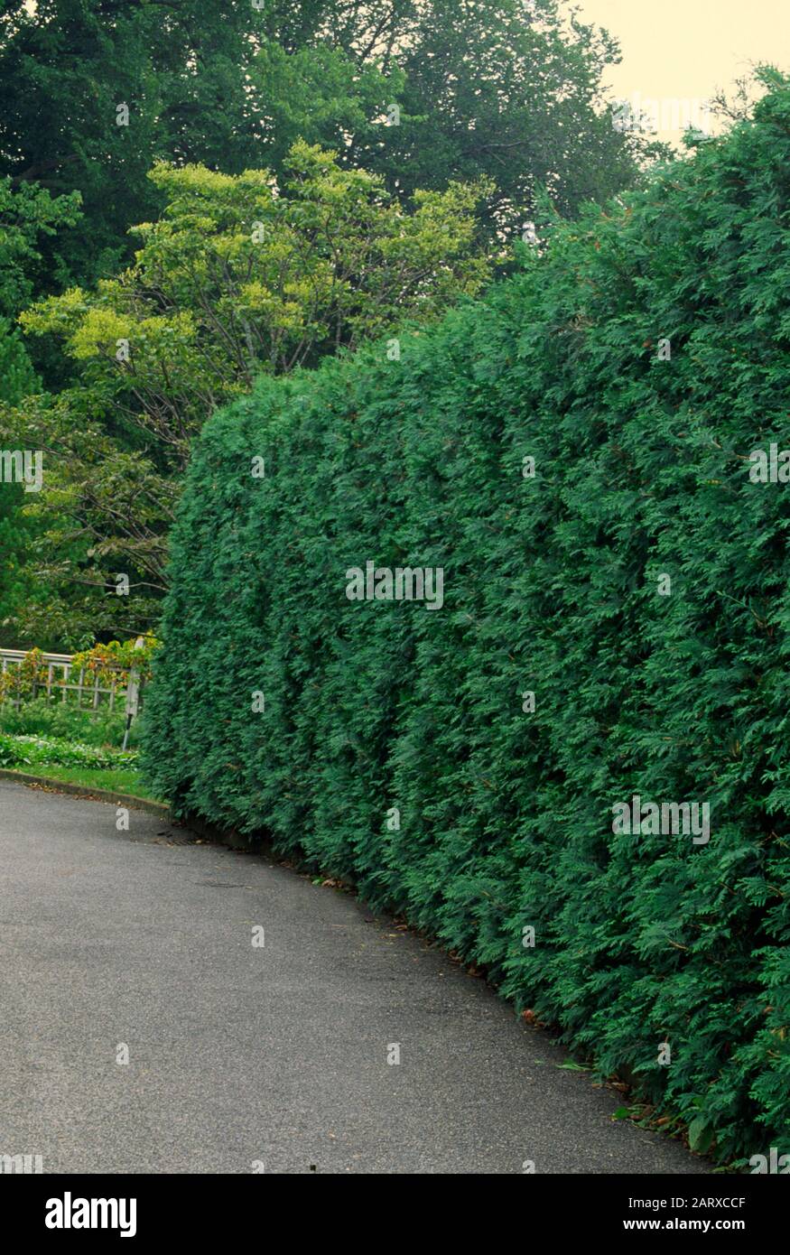 Thuja hedge, Arborvitae, privacy Stock Photo