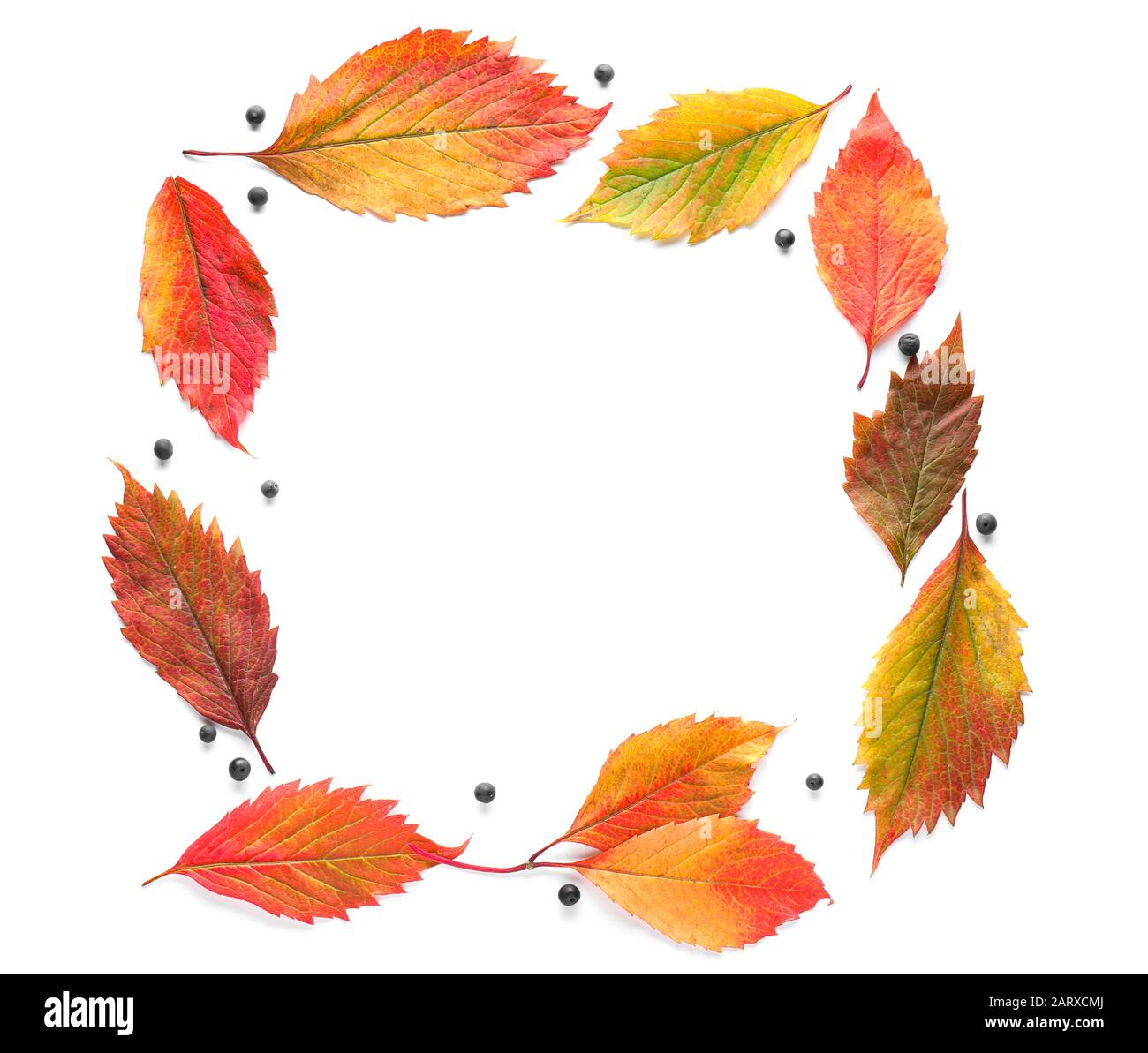 Frame made of beautiful autumn leaves on white background Stock Photo ...