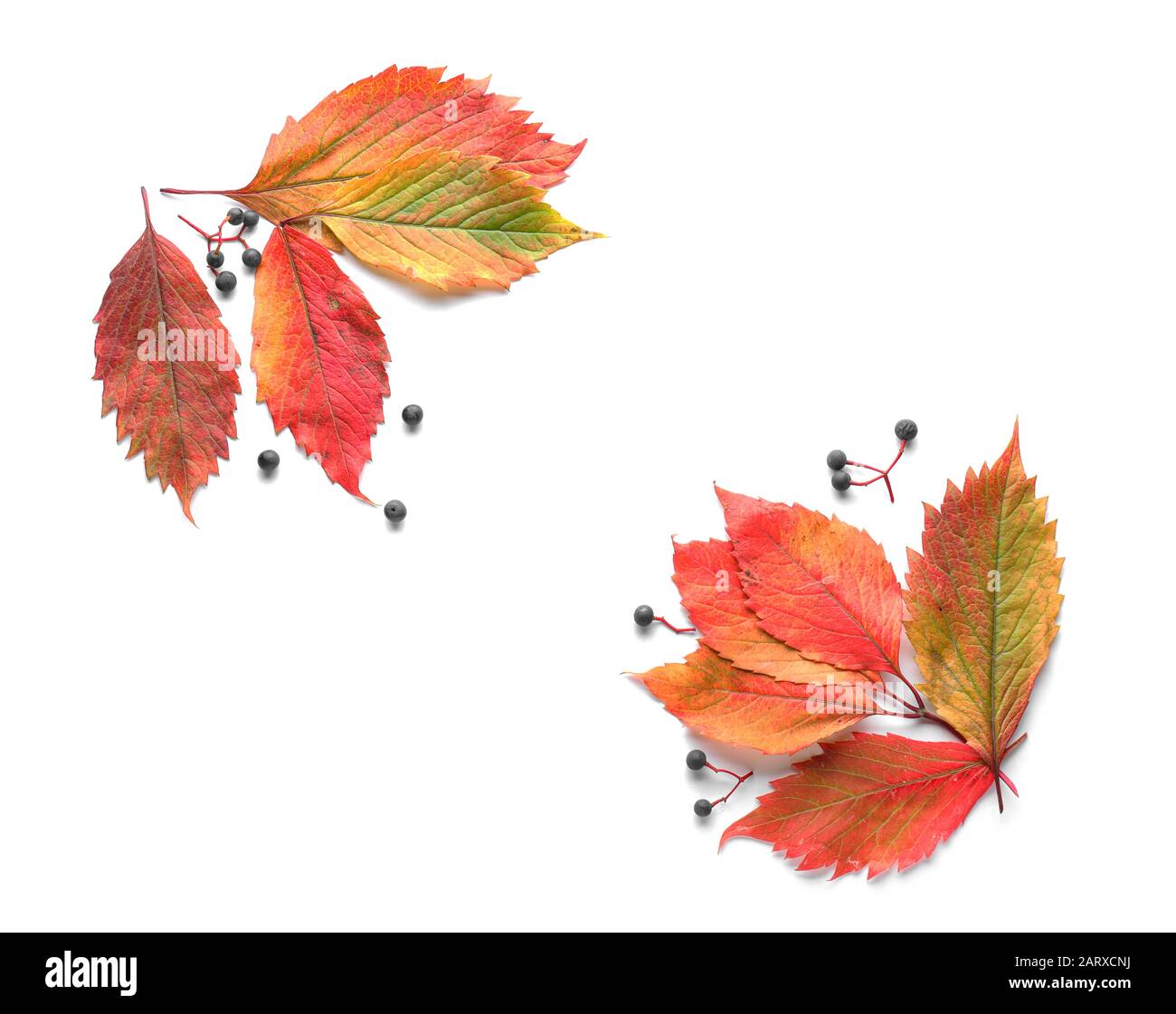 Beautiful autumn leaves on white background Stock Photo - Alamy