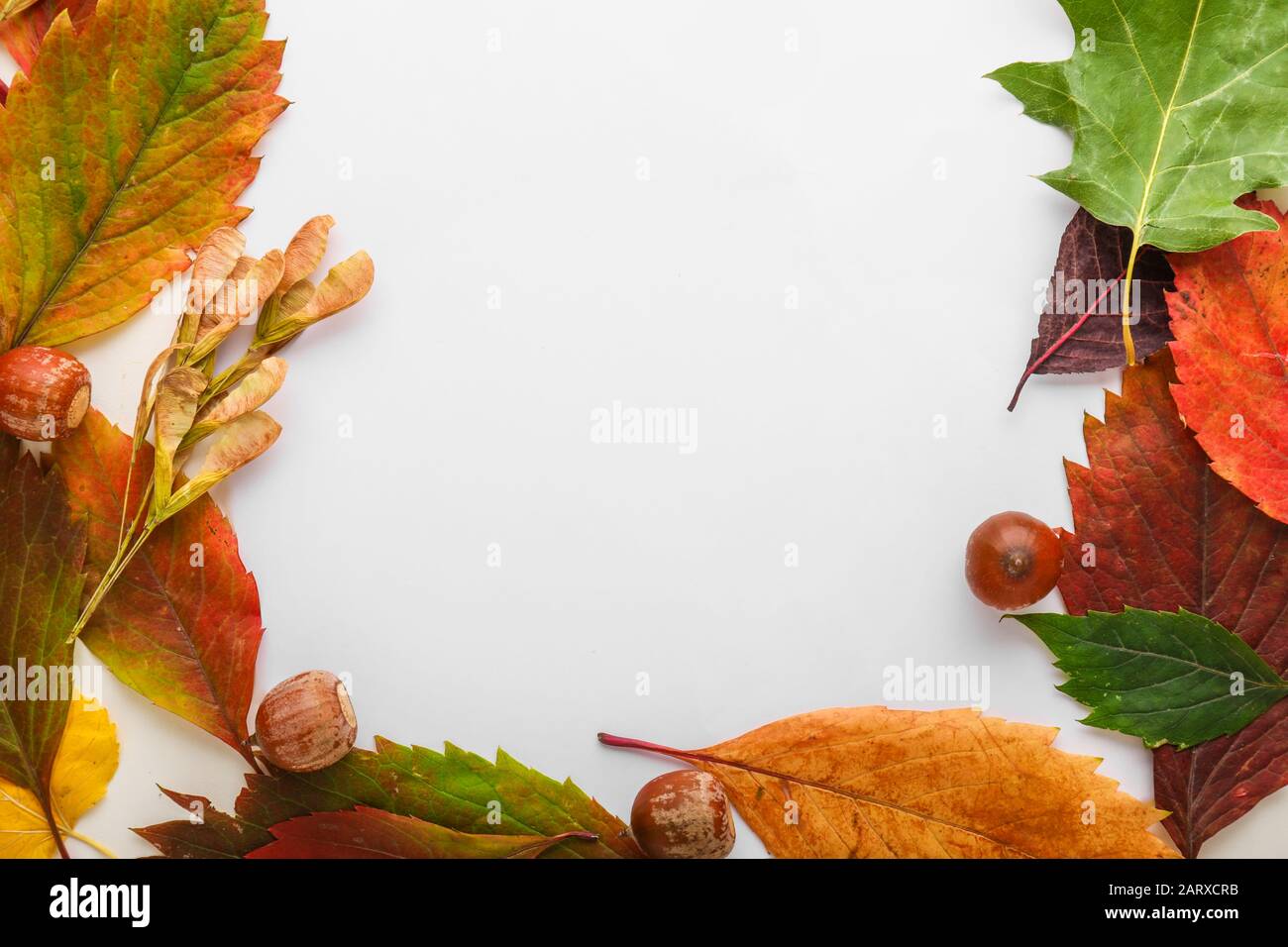 Frame made of beautiful autumn leaves on white background Stock Photo ...