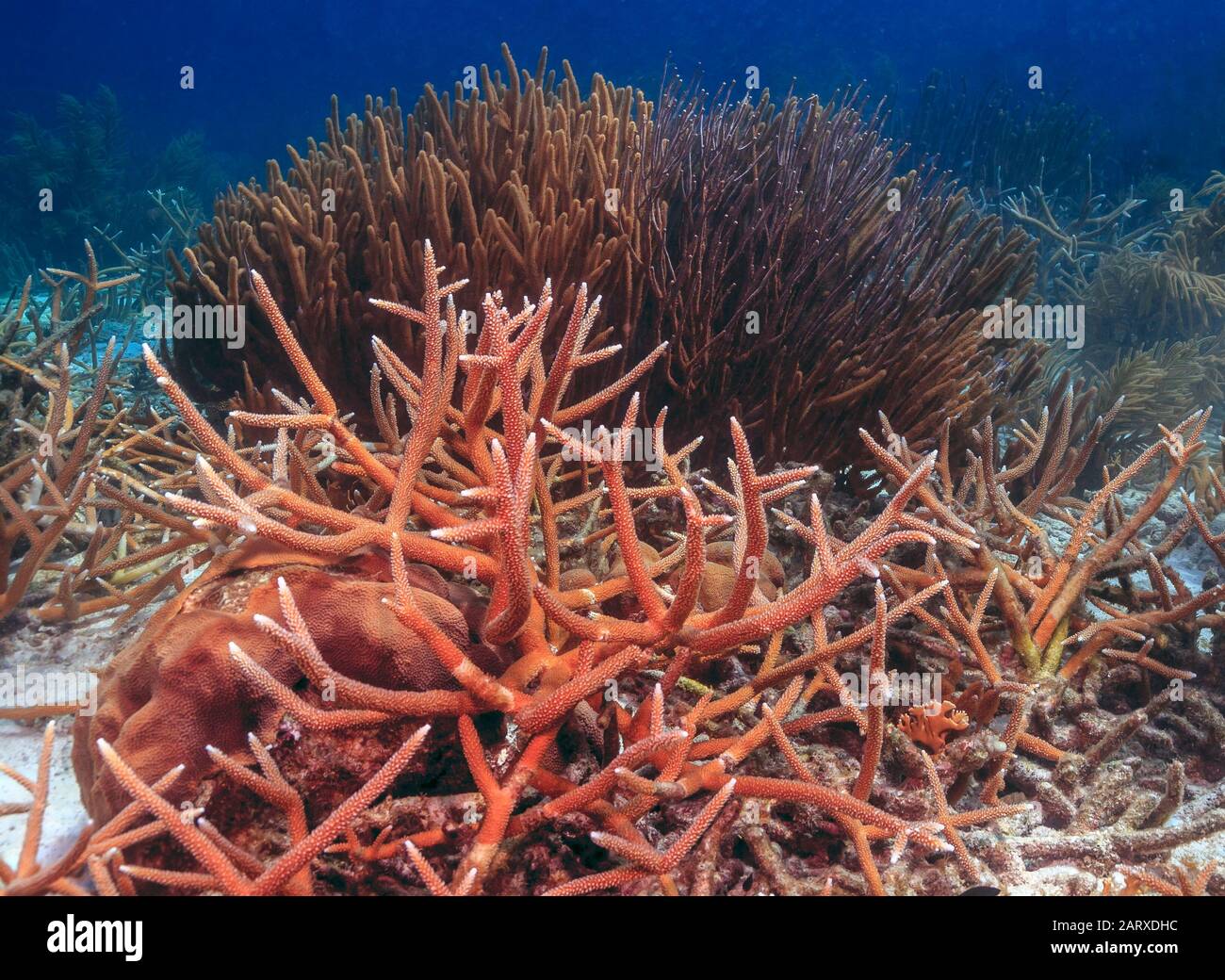 Caribbean coral reef staghorn in closeup Stock Photo