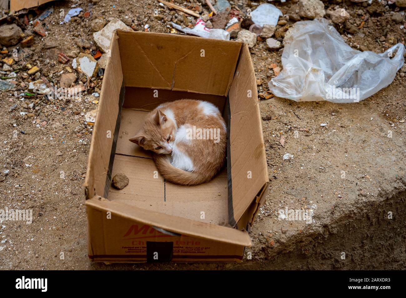 Lonely ginger cat curled up in a box Stock Photo