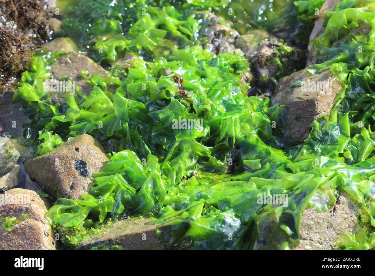 New Zealand seaweeds Stock Photo Alamy