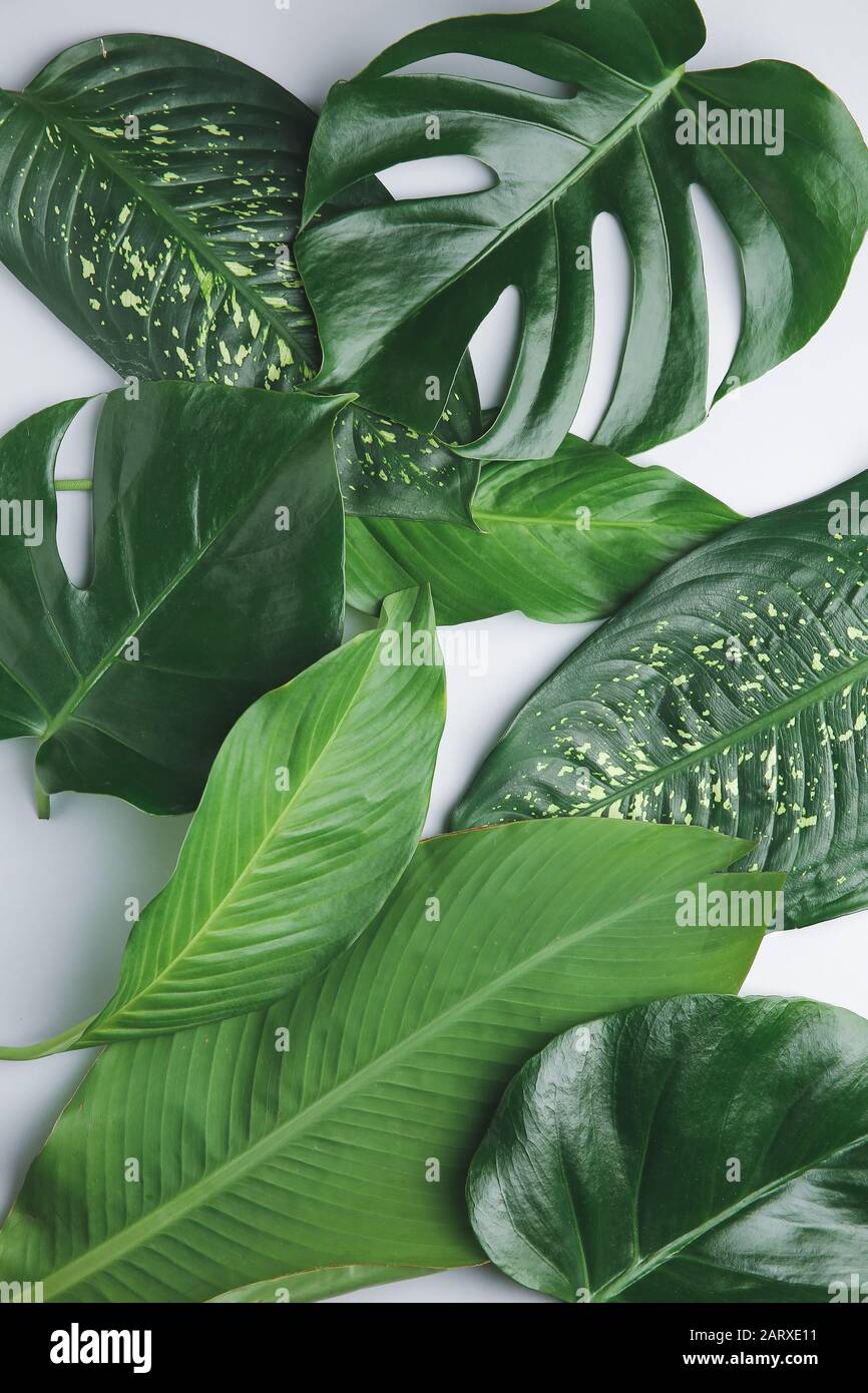 Grey banana palm leaves hi-res stock photography and images - Alamy