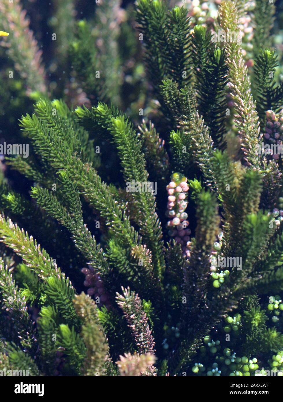 New Zealand seaweeds Stock Photo
