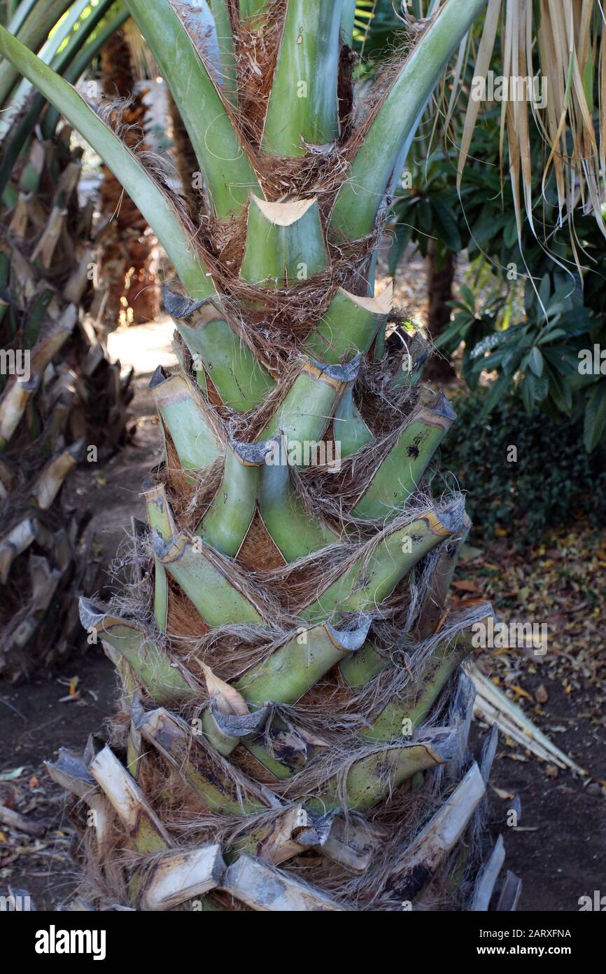 Close up of the trunk of a Palm tree Stock Photo - Alamy