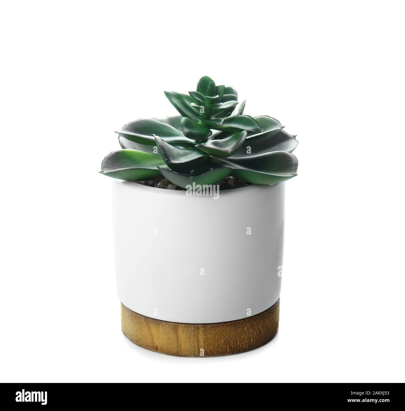 Green plant in pot on white background Stock Photo - Alamy