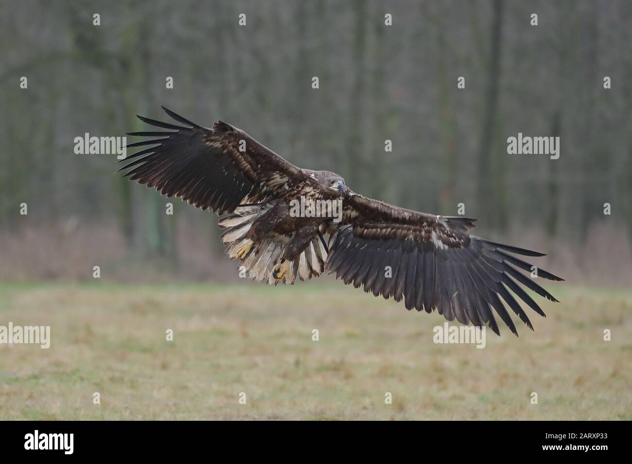 The white-tailed eagle is a very large species of sea eagle widely ...