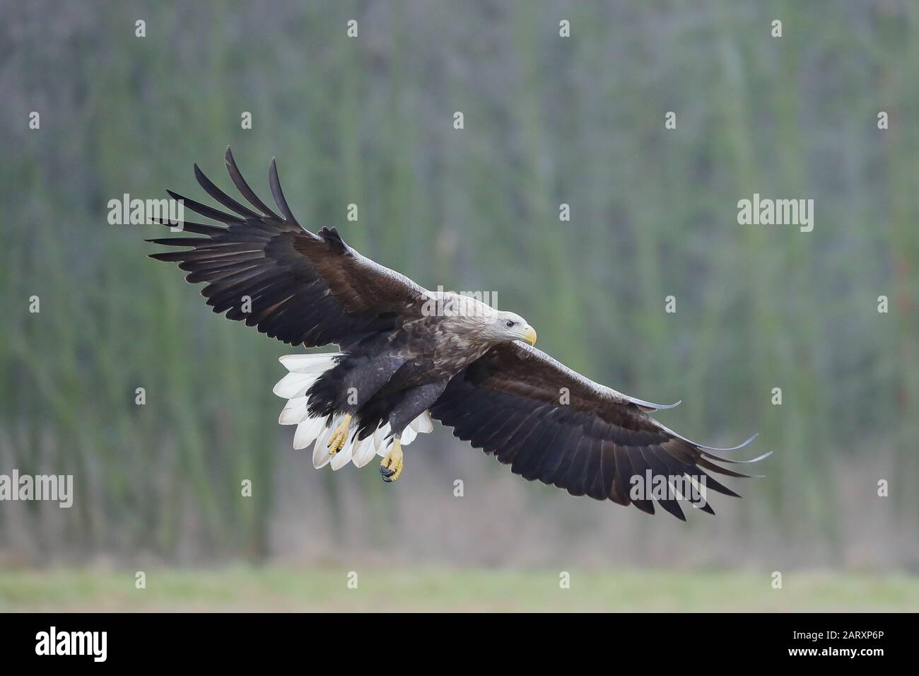 The white-tailed eagle is a very large species of sea eagle widely ...