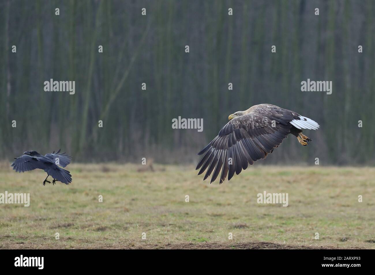 The white-tailed eagle is a very large species of sea eagle widely ...