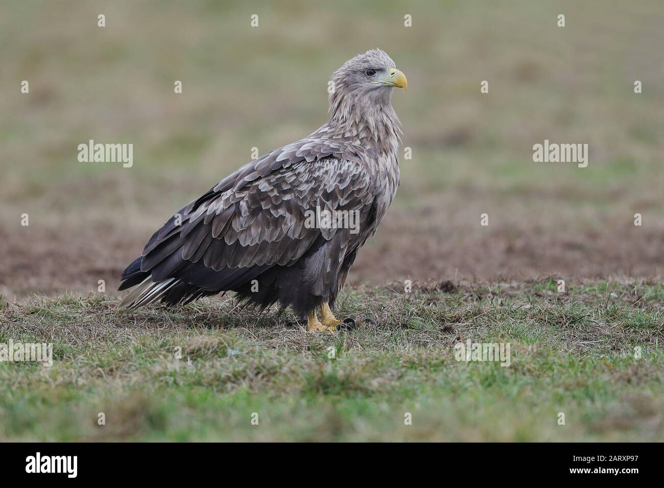 The white-tailed eagle is a very large species of sea eagle widely ...