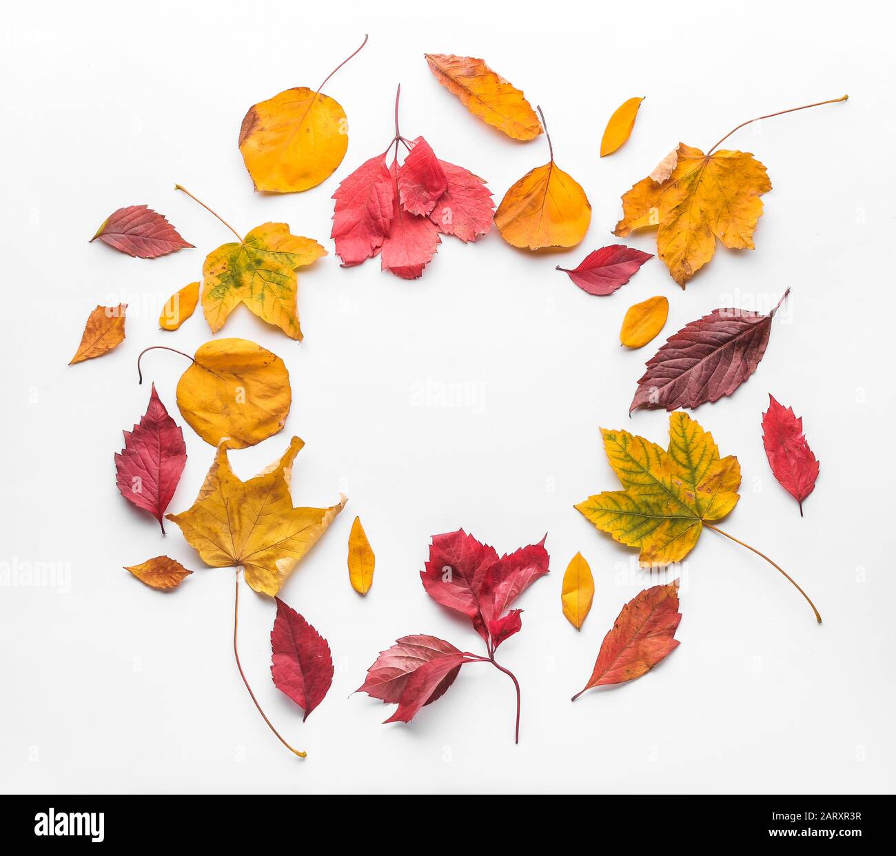 Frame made of autumn leaves on white background Stock Photo - Alamy