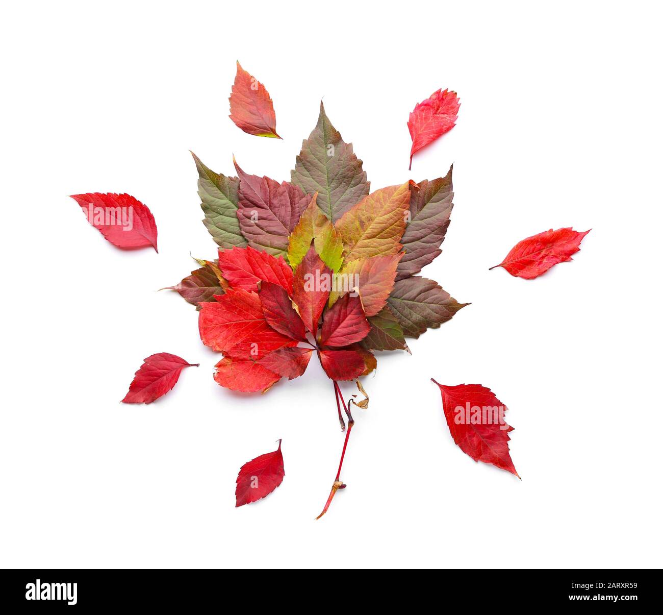 Composition with autumn leaves on white background Stock Photo - Alamy