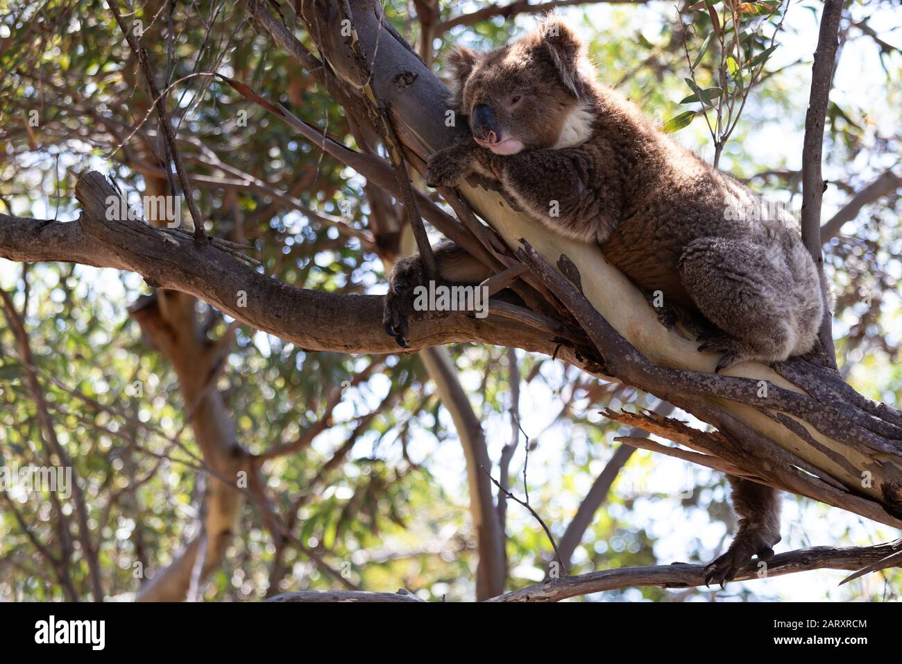 Sleepy wild koala bear resting in mallee eucalyptus tree in South Australia. Stock Photo