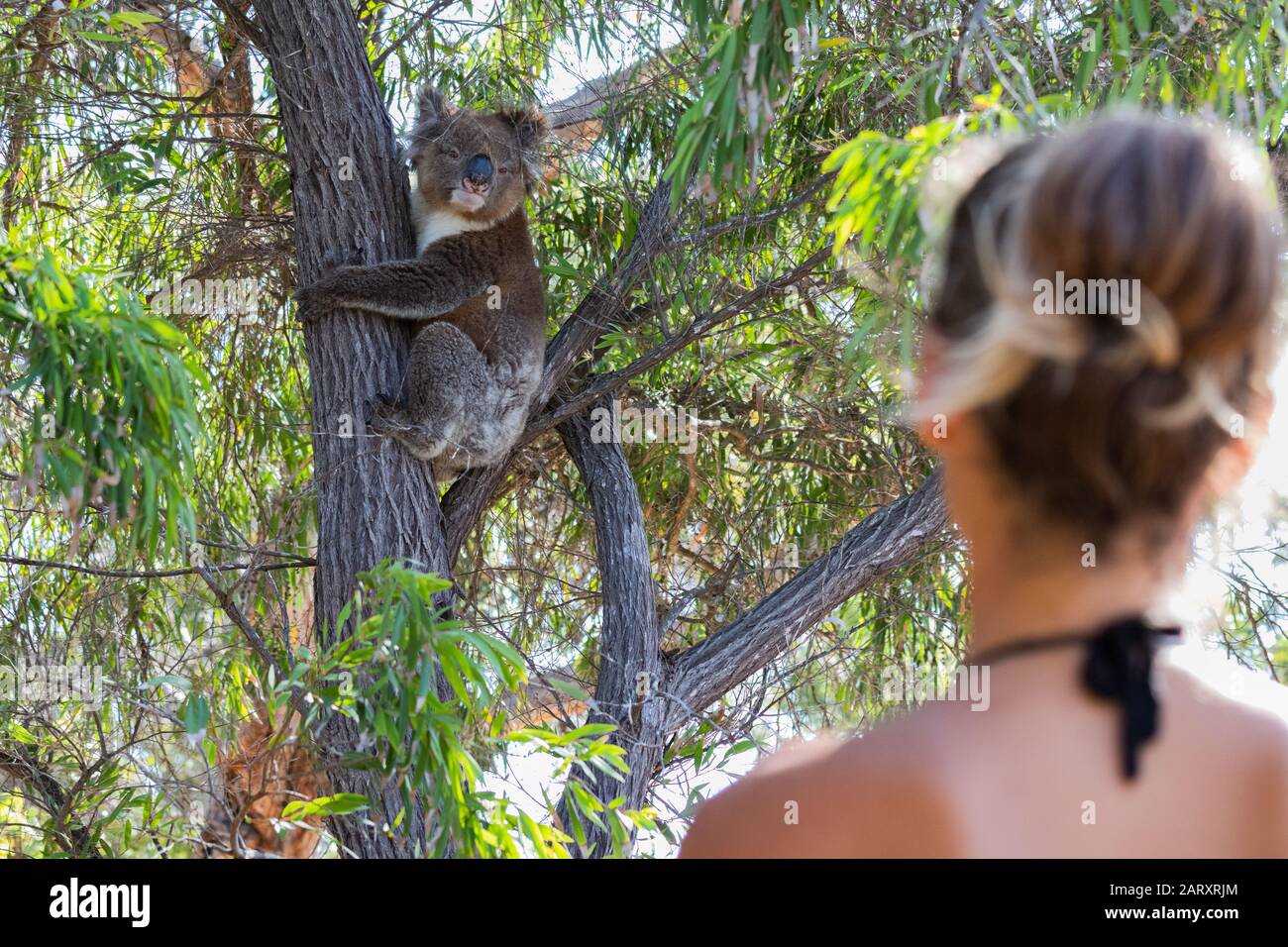 Person looking at koala bear climbing tree in the wild in South Australia. Stock Photo