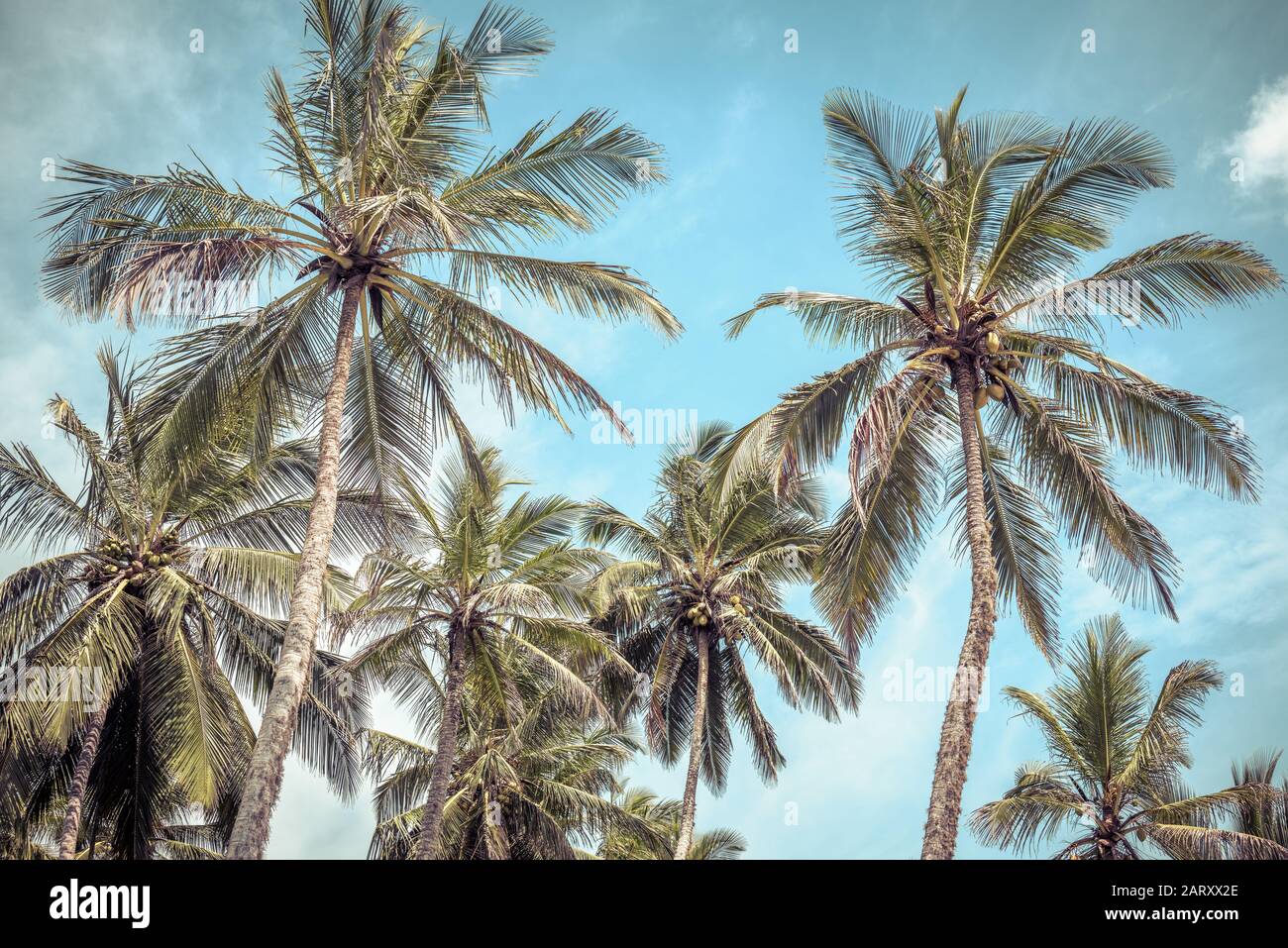Beach blue sky sea palm trees sunny hi-res stock photography and images ...