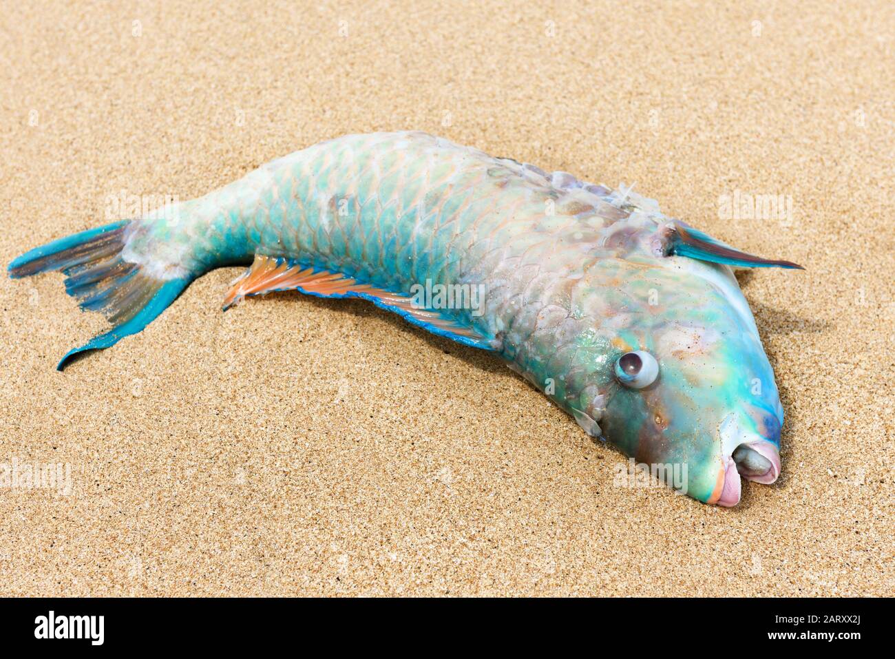 Fish on a sandy beach. Dead colorful fish on a tropical shore. Beautiful marine animal close-up. Concept of fishing or ocean pollution. Stock Photo
