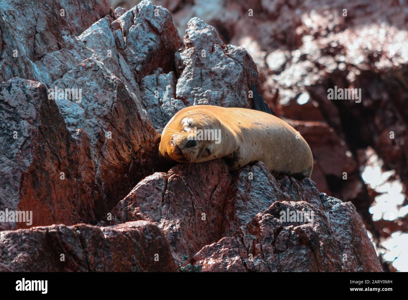 Wild sea lion bathing in the sun on top of reddish rock formation by the sea. Bird island in Pisco, Peru. Stock Photo