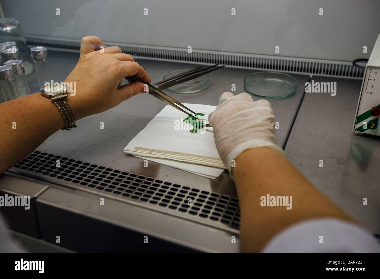 Graftage of micro plants in laboratory of biotechnology for in vitro cultivating in test tube Stock Photo