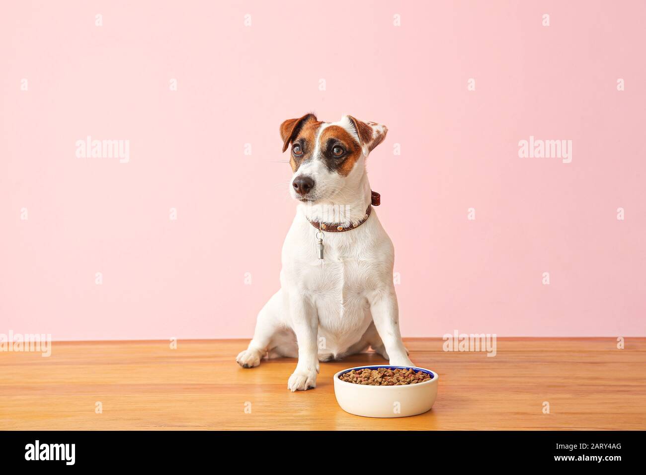 Cute Jack Russell Terrier With Dry Food In Bowl On Color