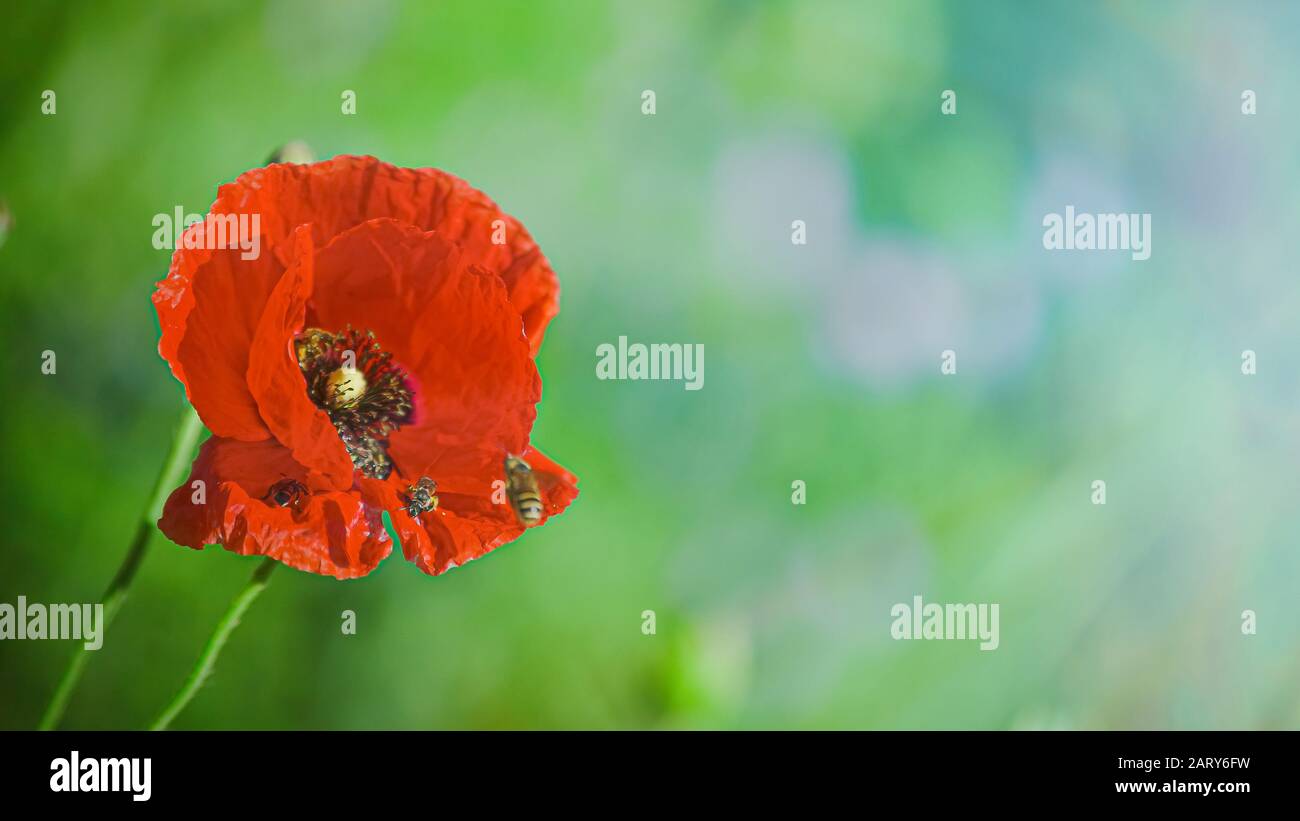 Bees collect pollen from Papaver rhoeas. Papaver rhoeas, common, corn, Flanders, red poppy, corn rose, field is flowering plant poppy family Papaverac Stock Photo