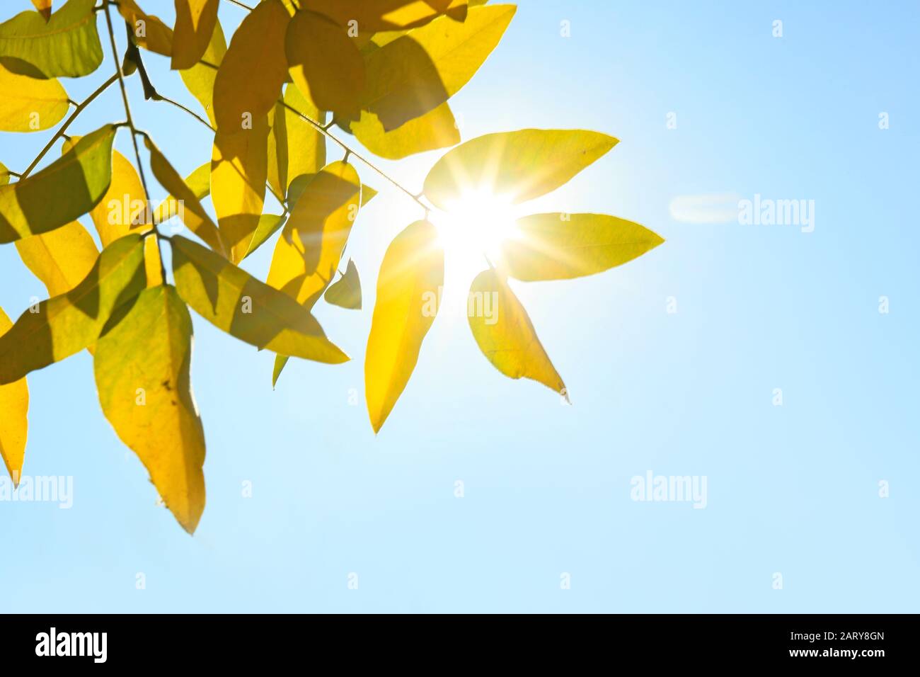 Branches of tree with yellow leaves on autumn day Stock Photo - Alamy