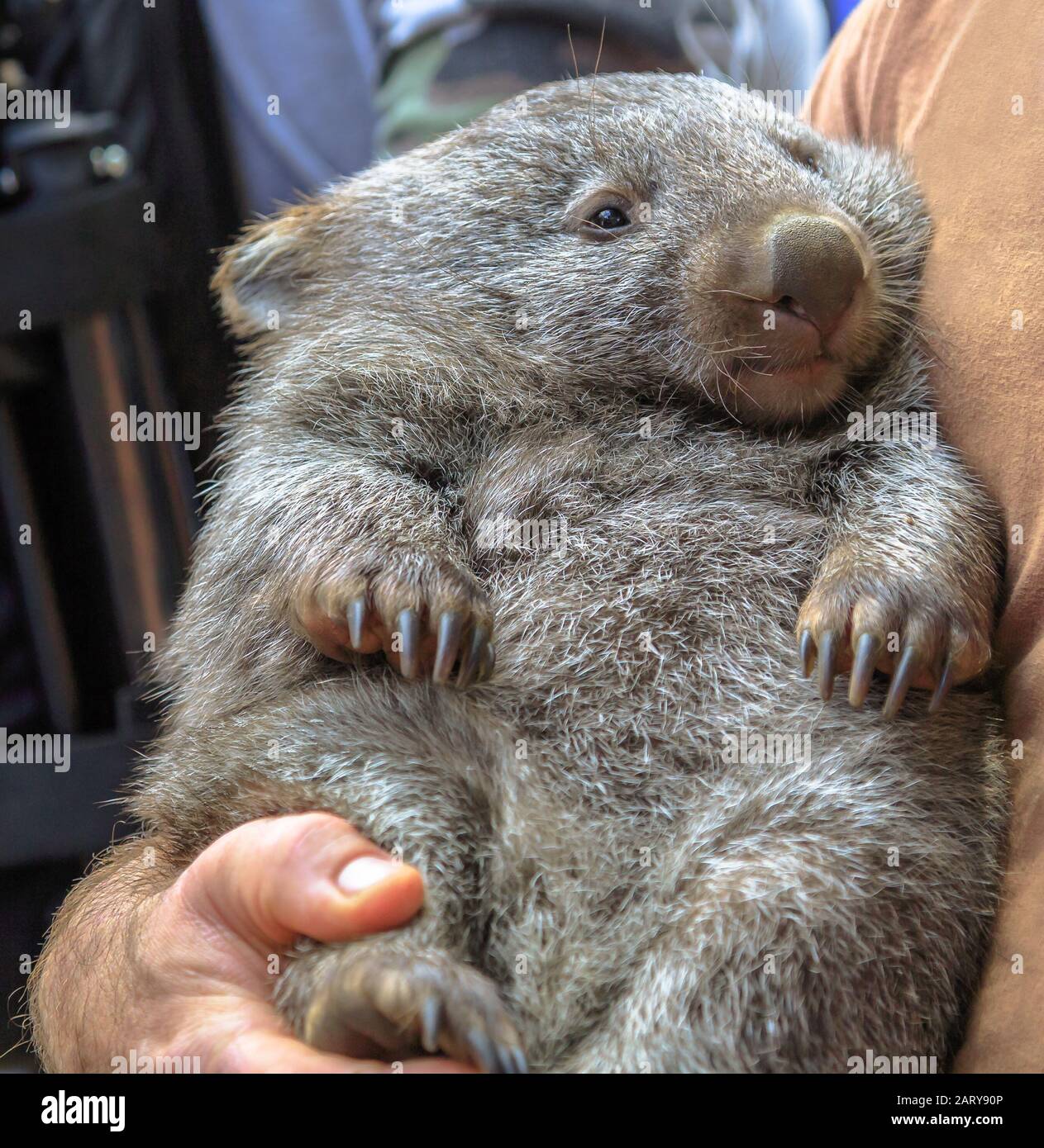 Wombat, Vombatus ursinus, in the arms of a ranger in a fetal position. Closeup of masupial and adult Australian herbivore. Stock Photo