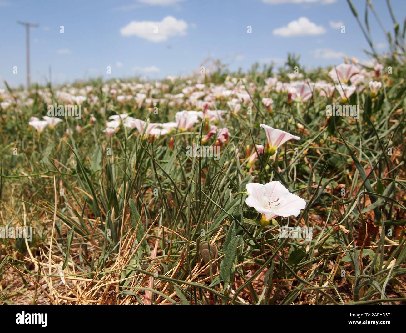 Invasive Field Bindweed wildflowers in the perennial Convolvulaceae family growing unchecked on a Texas roadside, stretch out to the horizon with a bl Stock Photo