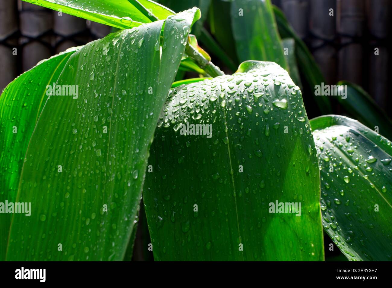 Lush green tiger grass after the rain. Stock Photo