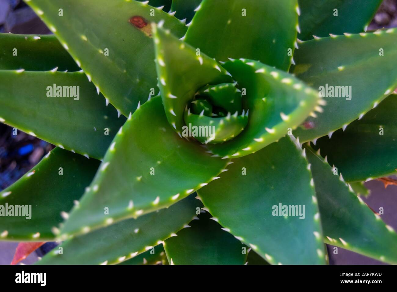 Aloe brevifolia outdoor garden plants and textures Stock Photo