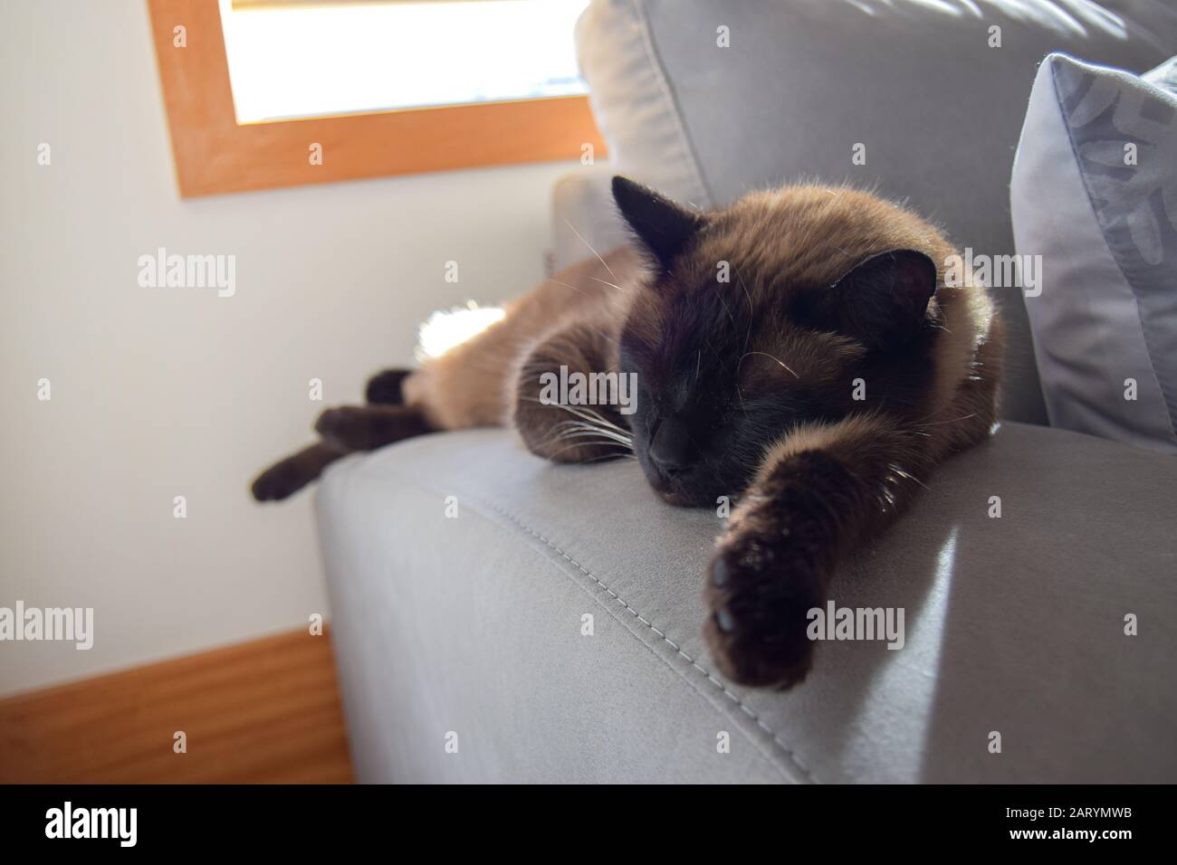 Siamese Car resting art home ( Doméstic animals) Stock Photo