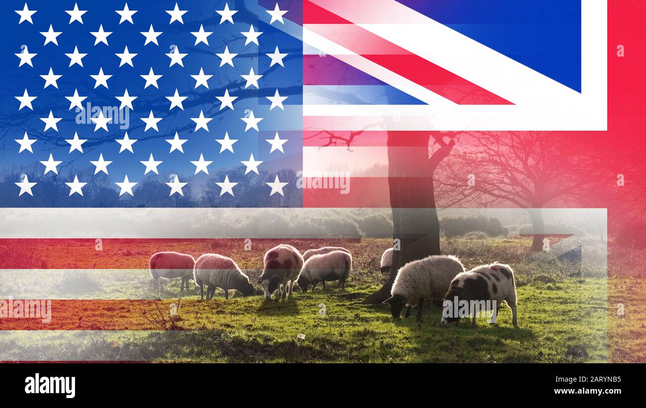 Brexit concept. A field with a flock of sheep. With the flags of the Union Jack and the U.S.A over layered on top. Stock Photo