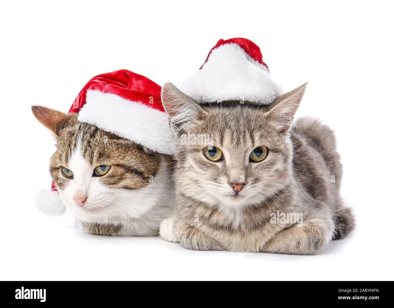 Cute funny cats in Santa hats on white background Stock Photo - Alamy Cute funny cats in Santa hats on white background Stock Photo - Alamy