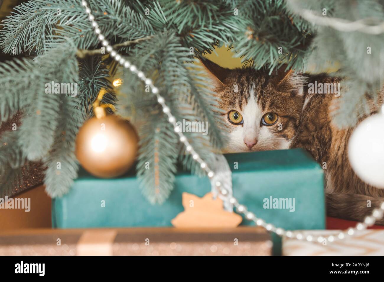 funny cat christmas tree