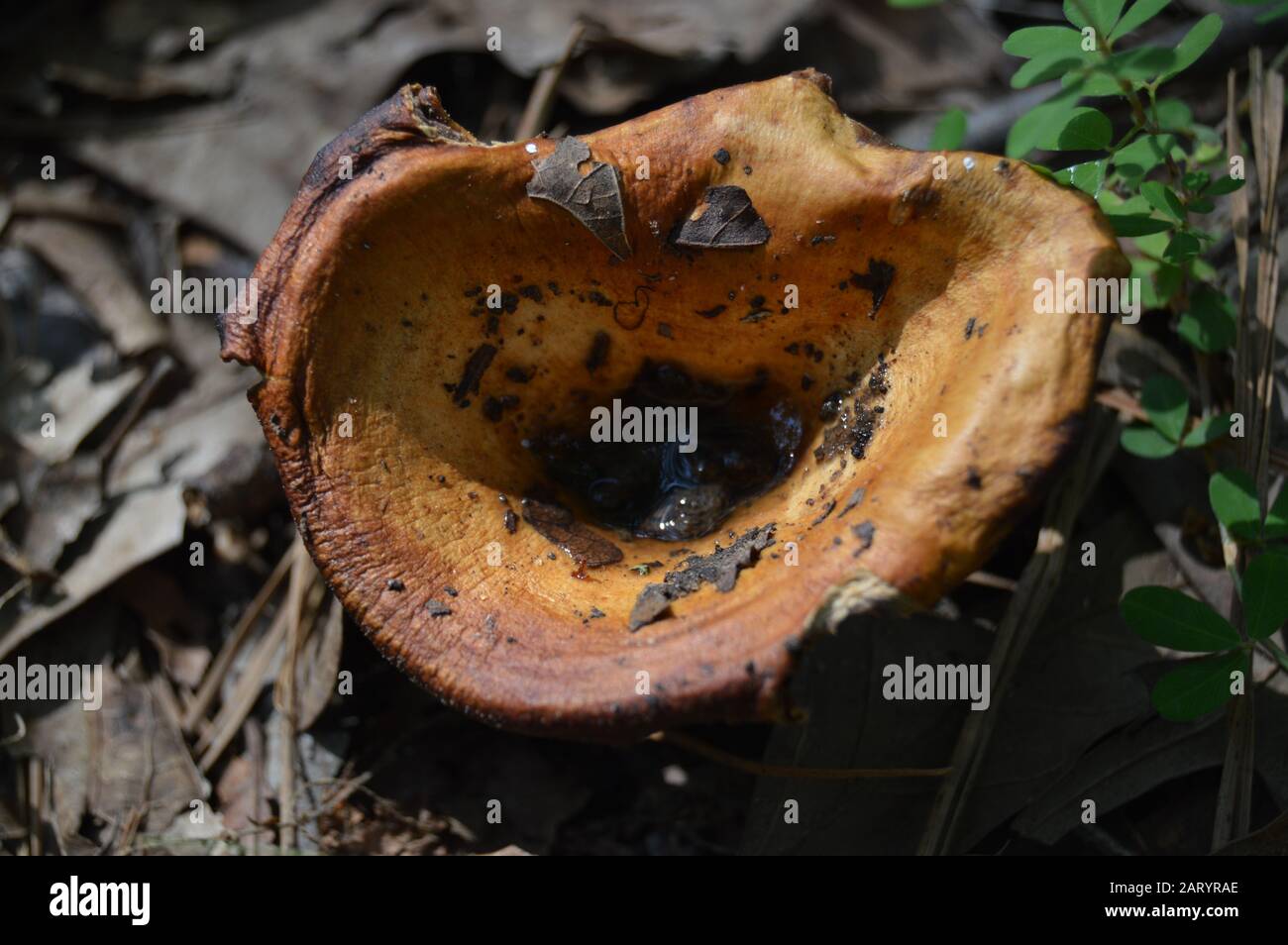 Small poisonous funnel mushroom fungus. Stock Photo