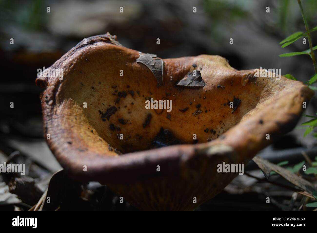 Small poisonous funnel mushroom fungus Stock Photo Alamy
