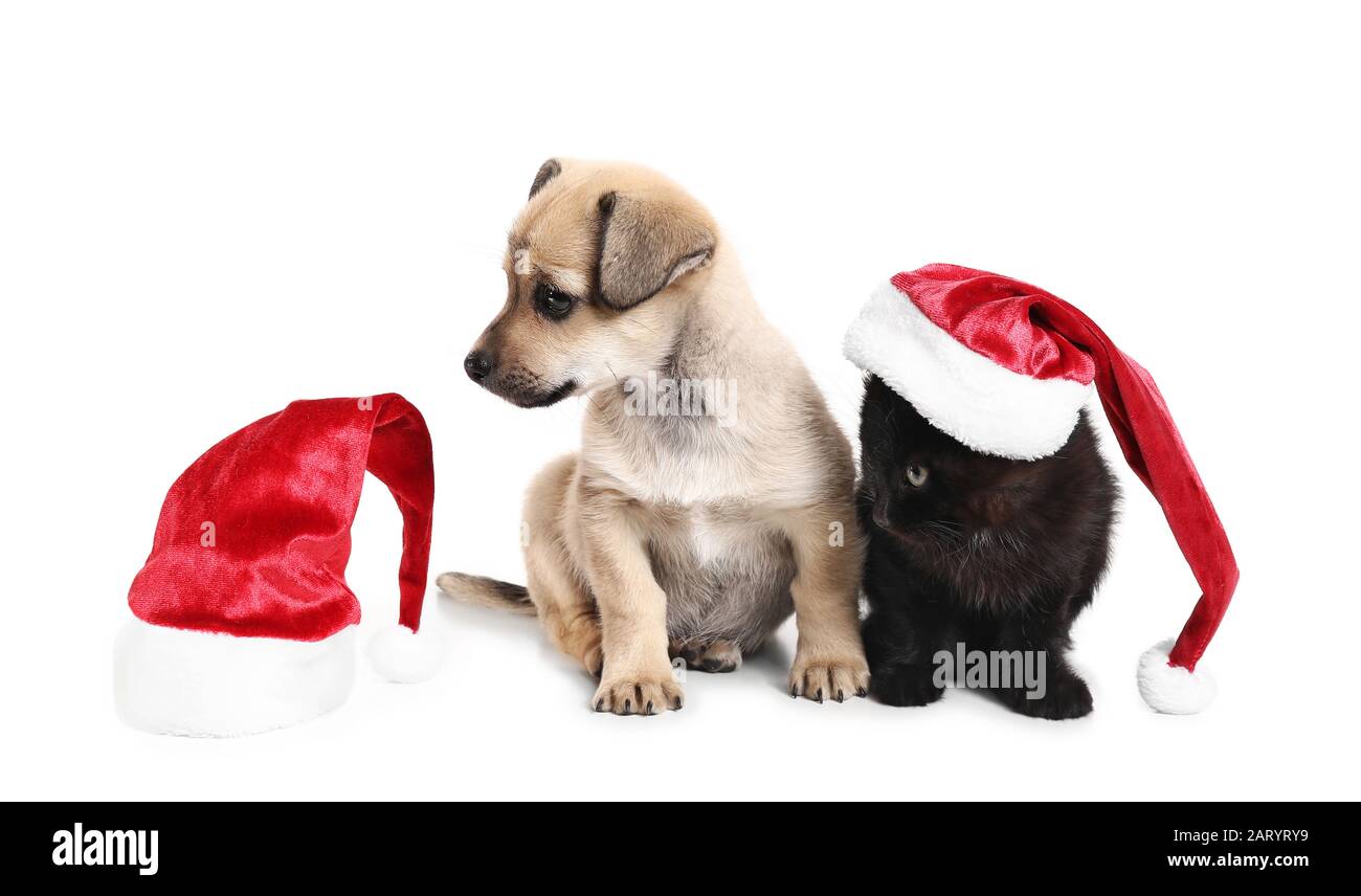 Cute puppy and kitten in Santa Claus hats on white background Stock ...