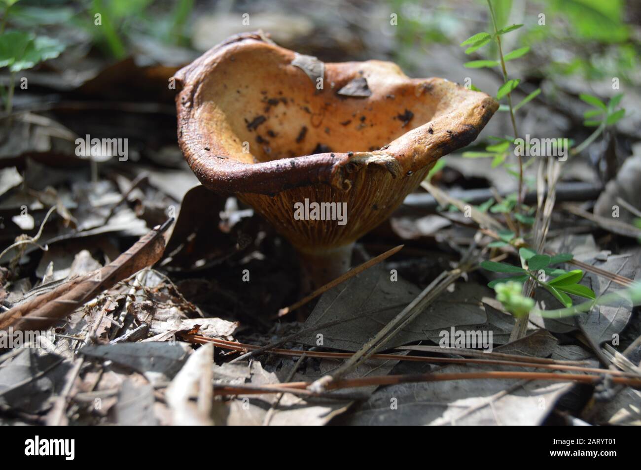 Small poisonous funnel mushroom fungus Stock Photo Alamy