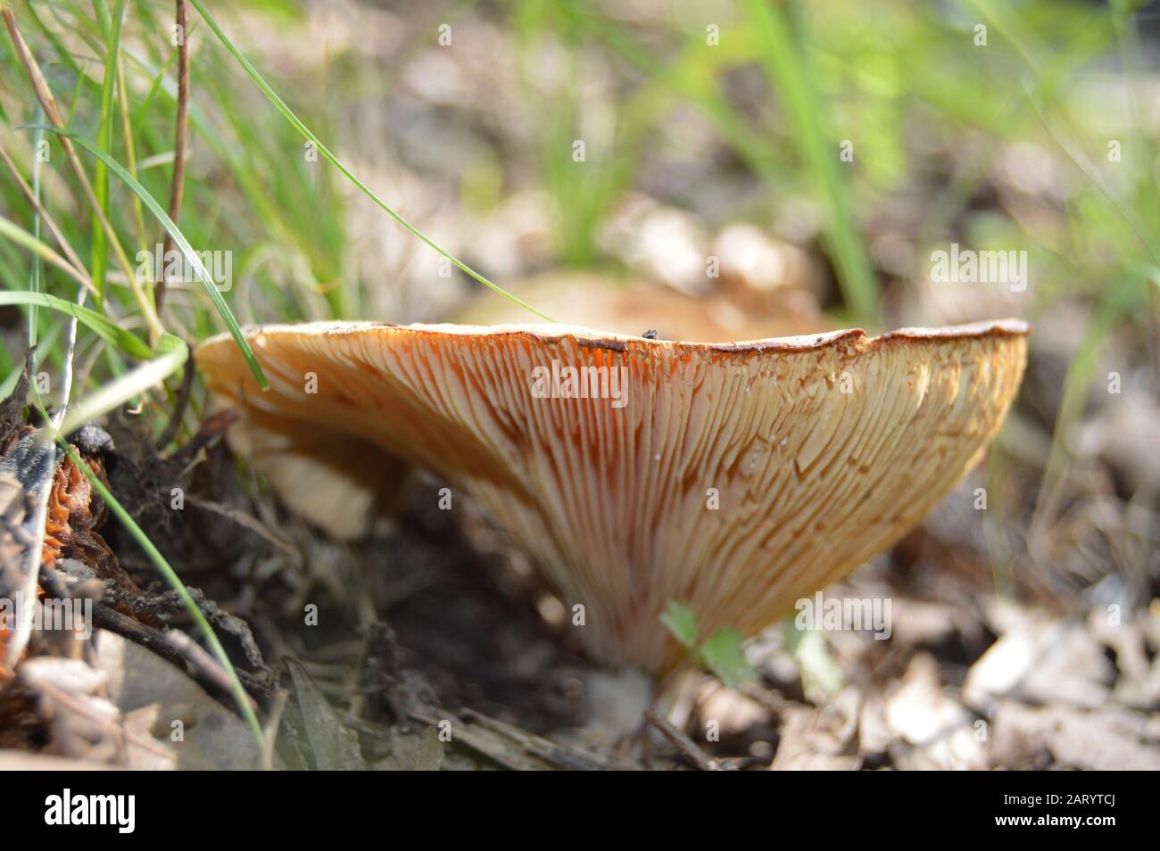 Small poisonous funnel mushroom fungus Stock Photo Alamy