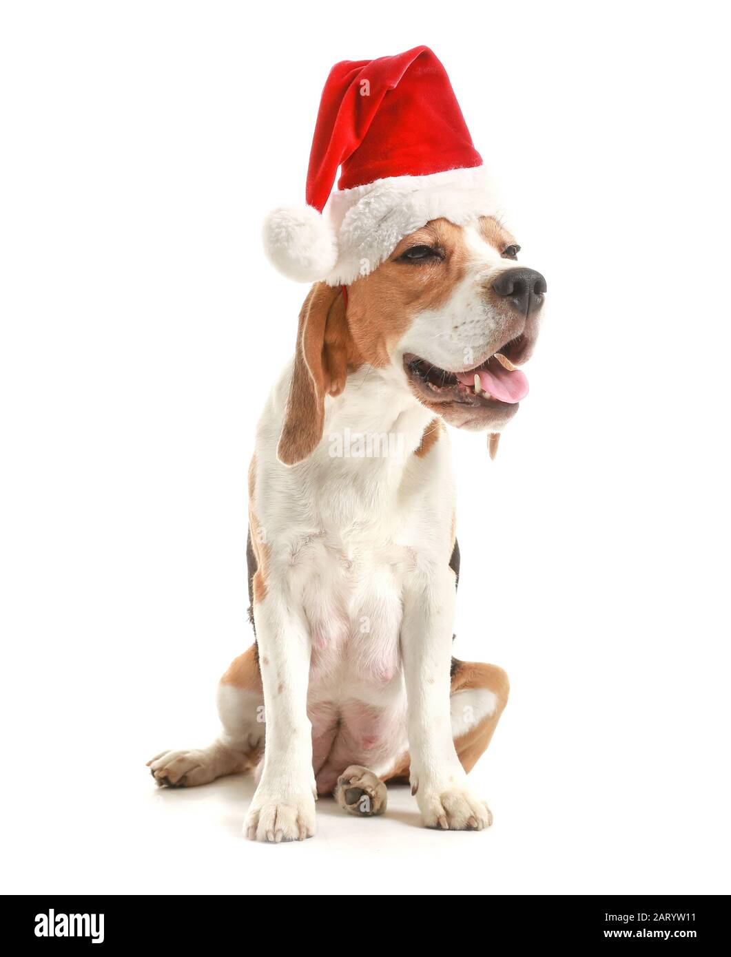 Cute dog in Santa hat on white background Stock Photo - Alamy