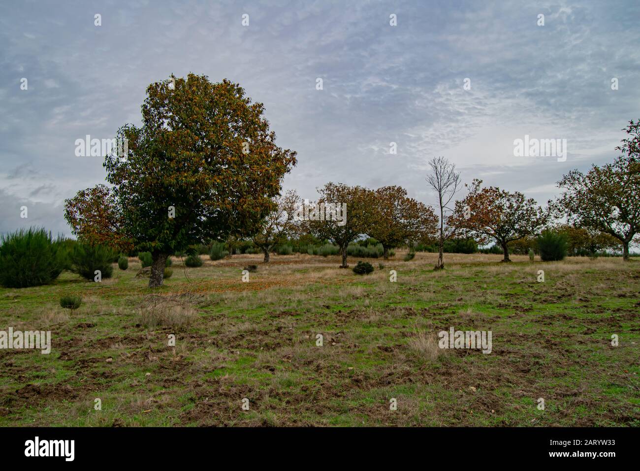 Montalegre High Resolution Stock Photography and Images - Alamy